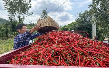 辣椒产业带动新疆农民增收