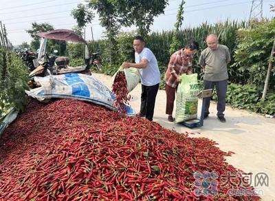 河南辣椒种质资源保护与利用研究