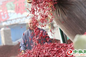 甘肃平凉：辣椒上市“俏” 菜农腰包“鼓”